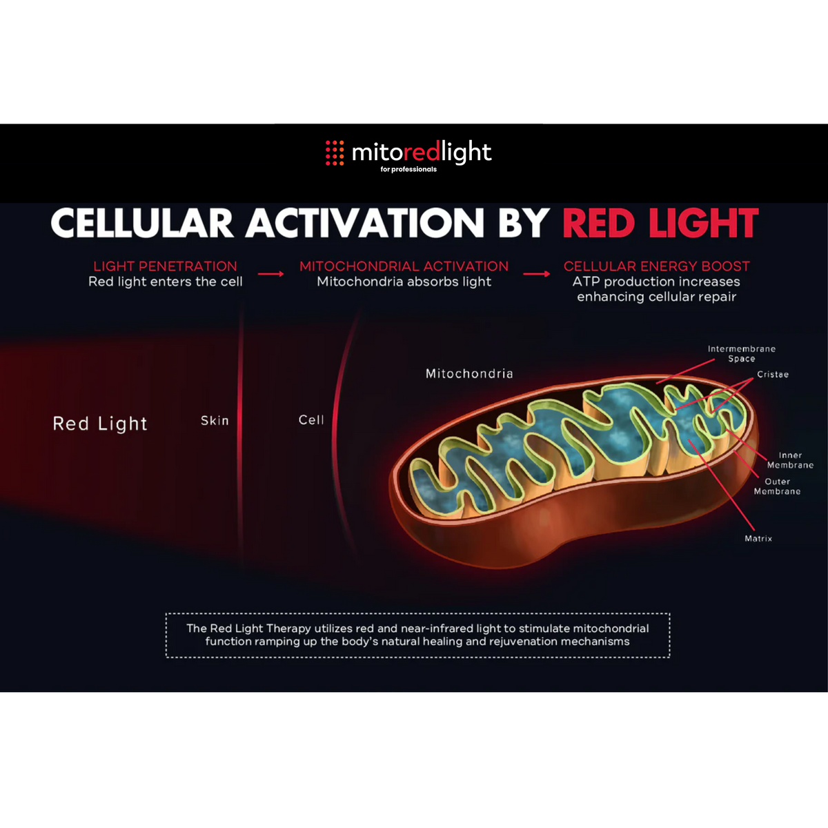 cellular activation by red light therapy graphic showing how red light impacts the cells 